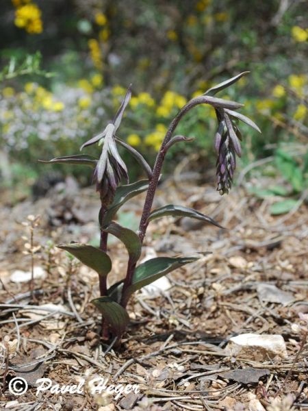 Epipactis kleinii